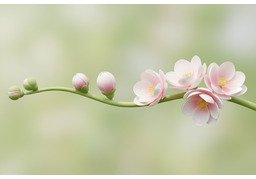 盛开のイラスト