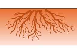 根のイラスト