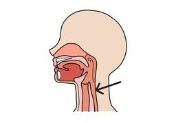 咽喉のイラスト