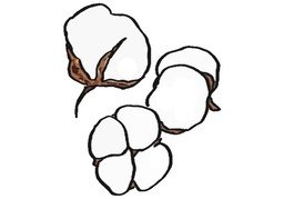 棉のイラスト