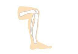 무릎のイラスト