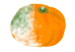 腐烂のイラスト