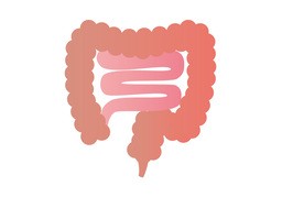 肠胃のイラスト