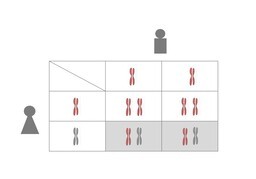 遗传のイラスト