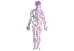 neurofisiologíaのイラスト