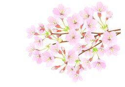 春天のイラスト